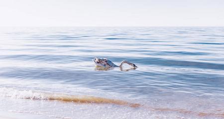 游泳仰面飘浮技巧-优雅如水的自在舞蹈（如何掌握游泳仰面飘浮技巧，释放身心的压力与恐惧）