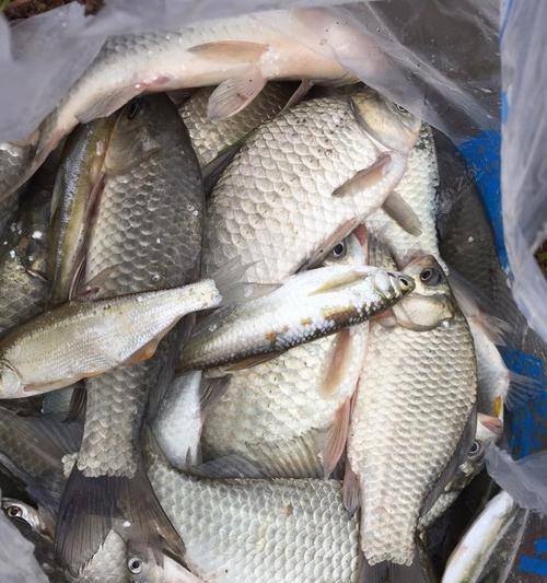 路亚斧头湖钓鱼最佳钓点揭秘（探寻路亚斧头湖的黄金钓点，助你获得丰收）