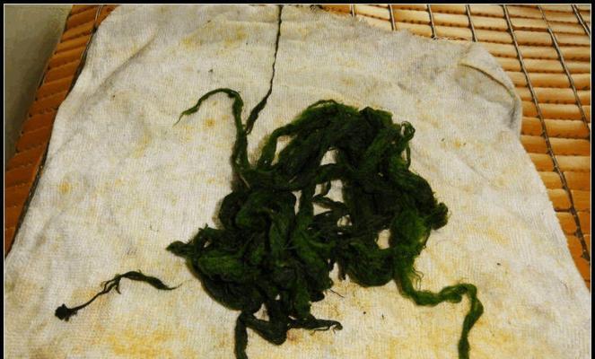 探秘路亚黑坑有青苔钓鱼的绝佳技巧（借助青苔的奇妙魅力，提升路亚黑坑钓鱼效果）