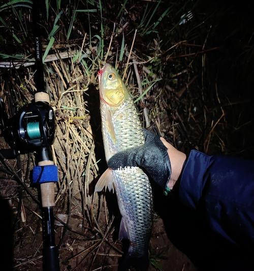 海边夜钓鱼路亚的最佳饵料选择（探讨海边夜钓鱼路亚中最有效的饵料及技巧）