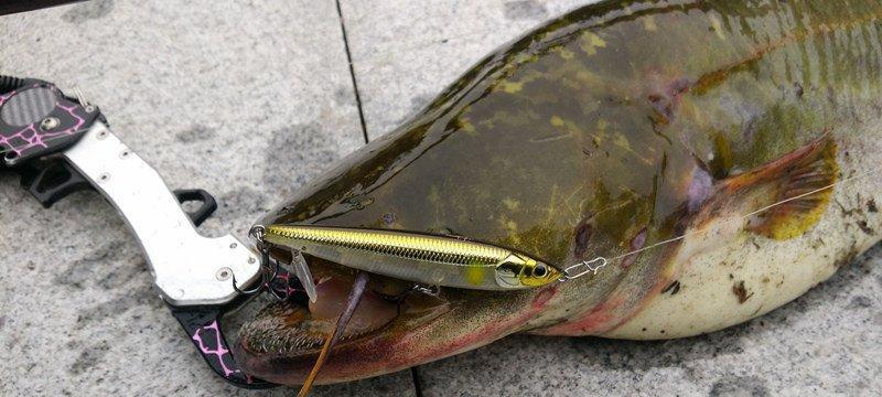 江里钓鱼的最佳路亚选择（探索适合在江里钓鱼的路亚技巧及装备推荐）