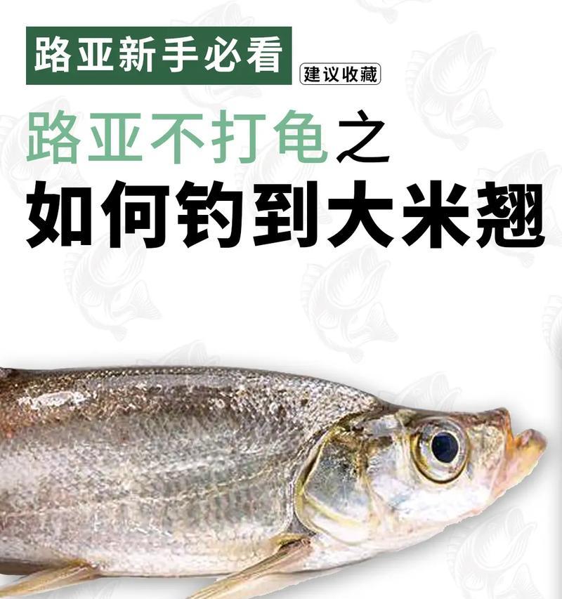路亚新手钓鱼线组全套方法（轻松掌握路亚钓鱼线组装技巧，让你成为钓鱼高手）