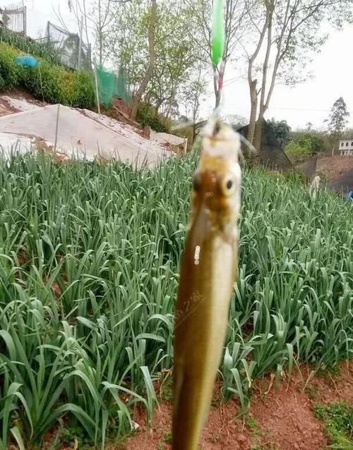 探秘路亚钓法在水草中的应用之道（路亚钓法在水草中的技巧及策略解析）