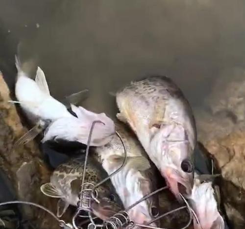 夜钓路亚，捕获丰盛的鱼群（夜晚12点后，是探寻鱼儿的最佳时刻）