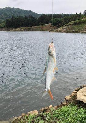 以水丰水库路亚钓鱼收费问题（探讨以水丰水库路亚钓鱼收费方式的公平与合理性）