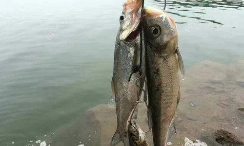 路亚钓鱼的最佳鱼食选择（以路亚钓鱼为主的鱼食搭配技巧）