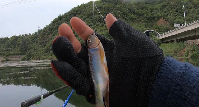 探秘白浪河钓鱼路亚技巧（白浪河路亚钓鱼技巧分享，助您成功钓获丰富鱼群）
