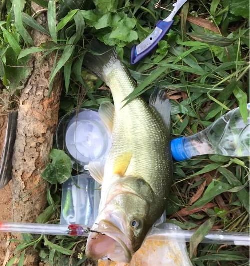 深入解析钓鱼和打路亚的含义（探究钓鱼和打路亚的技巧与乐趣）