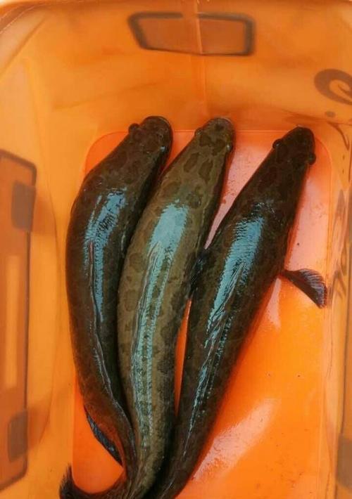 以路亚钓鱼大甲鱼饵好用吗？（大甲鱼饵在路亚钓鱼中的效果如何？）