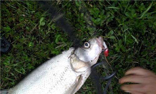 以路亚钓在河里好钓鱼吗？（探究在河流中使用路亚钓法的效果与技巧）
