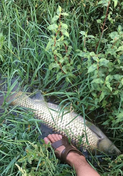 北方路亚钓鱼的最佳时间（探究北方路亚钓鱼中最适宜的几月份）