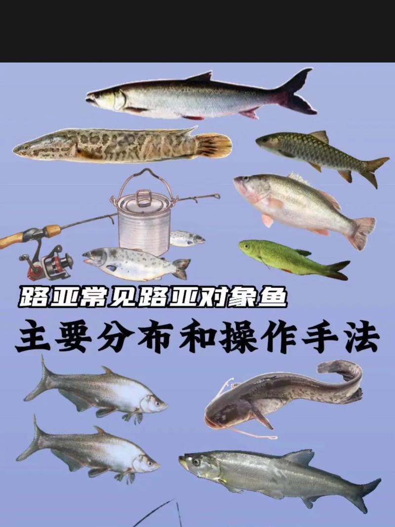 新手钓鱼路亚，最适合钓哪种鱼？（探索新手路亚钓鱼的最佳鱼种选择和技巧）