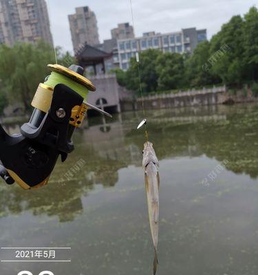 小孩在小区里玩路亚钓鱼的乐趣（探索大自然的宝藏，培养孩子的耐心和观察力）