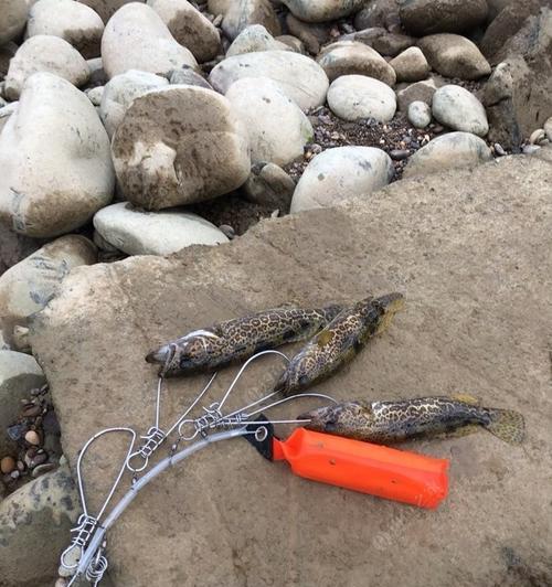 探讨以野河钓鱼台钓还是路亚的钓鱼方式（比较钓鱼台钓与路亚钓在野河中的优劣势）