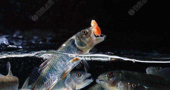 以路亚鱼食物选择对钓鱼的影响（影响鱼咬钩的关键食物选择及相关策略）