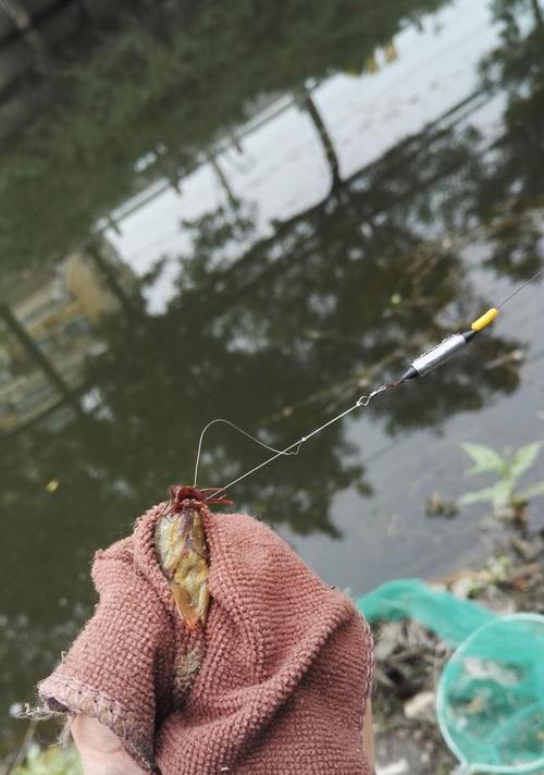 路亚钓鱼技巧之泥鳅使用指南（揭秘路亚钓鱼中是否需要使用铅的必要性）
