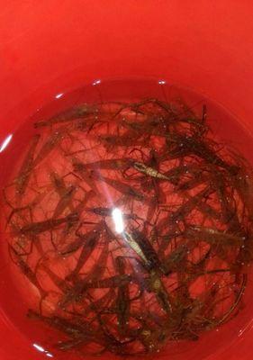 活虾能否成为路亚钓鱼的新宠？（探究活虾在路亚钓鱼中的效果及应用前景）