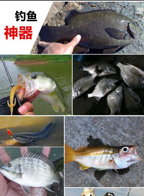 黄河钓鱼攻略（以路亚鱼竿在黄河里钓鱼，让你收获满满的渔获）