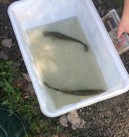 富春江钓鱼路亚的最佳饵料选择（揭秘富春江钓鱼路亚的饵料之选）